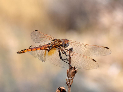 Purperlibel - Trithemis annulata ♀