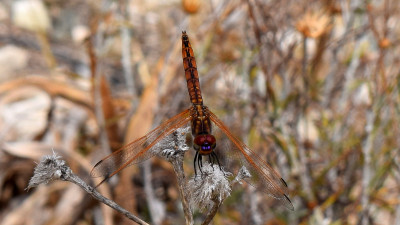 Purperlibel - Trithemis annulata ♂