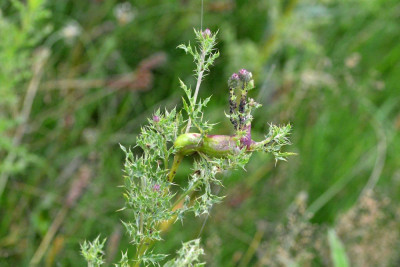 Akkerdistel