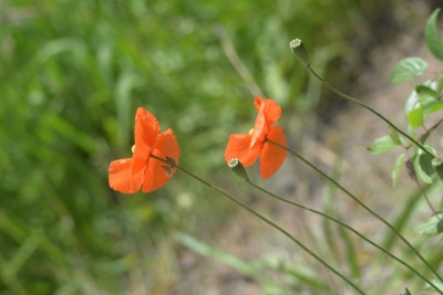 Bleke klaproos