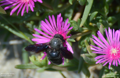 Blauwzwarte houtbij - Xylocopa violacea - Barthélemy - Italië