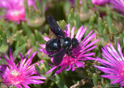 Blauwzwarte houtbij - Xylocopa violacea - Barthélemy - Italië
