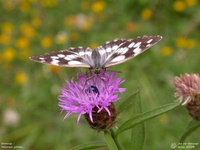 Dambordje - Melanargia galathea - Montanuy - Spanje