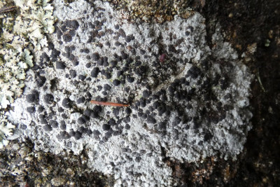 Granietblauwkorst