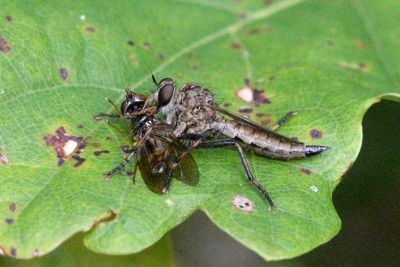 Gewone roofvlieg - Tolmerus atricapillus