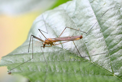 Nephrotoma scurra ♂