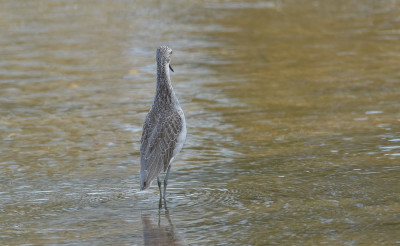 groenpootruiter tringa nebularia 2.jpg