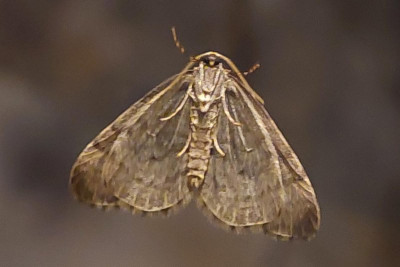 243129534_1.jpg