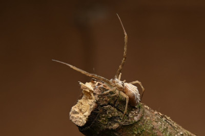 uloborus walckenaerius 2.JPG
