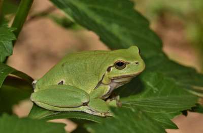 DSC_9475.JPG