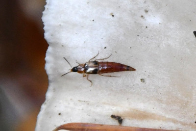 Lordithon trinotatus