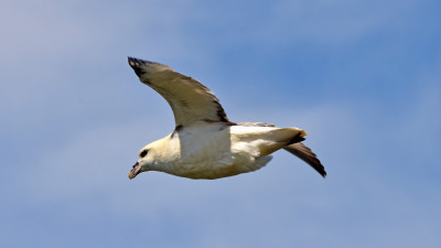 Noordse Stormvogel