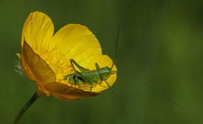 IMGL8729 Macro fotografie.jpg