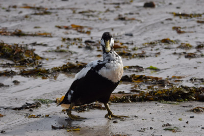 Eider ♂