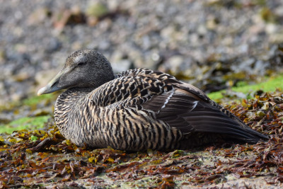 Eider ♀