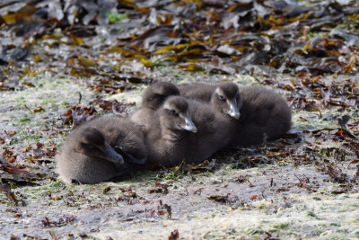 Eider kuikens