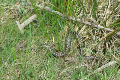 Canon PowerShot A710 IS 3072x2304_216962 Haaksbergerveen 27-04-2015 Adder.jpg