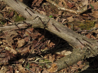 Haaksbergerveen 27-04-2015 Vuurjuffers.jpg