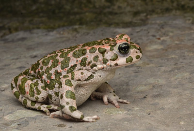 bufotes viridis gr.pad .jpg