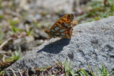 Kleine parelmoervlinder - Issoria lathonia - Ferret - Zwitserland