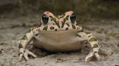bufotes viridis gr pad 2.jpg