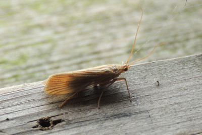Agrypnia pagetana