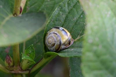 Zwartgerande tuinslak