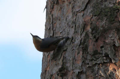 Canon EOS 70D 3648x5472_369172-2 Boomklever.jpg