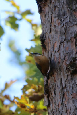 Canon EOS 70D 5472x3648_369171-2 Boomklever.jpg