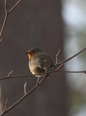 Canon EOS 70D 5472x3648_369409-2 Roodborst.jpg