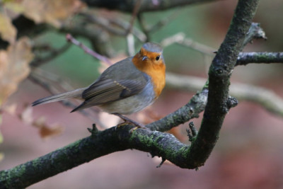 Canon EOS 70D 5472x3648_369194-2 Roodborst.jpg