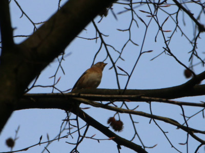 Canon EOS 70D 5472x3648_369521-2 Vink.jpg