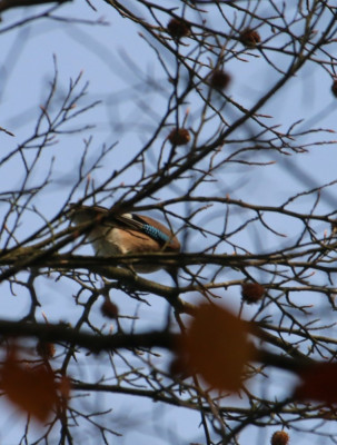 Canon EOS 70D 5472x3648_369522-2 Vlaamse gaai.jpg