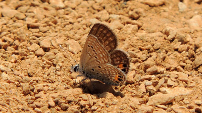 Heliotroopblauwtje