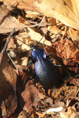Canon EOS 70D 5472x3648_357810-2 Blauwzwarte schallebijter.jpg