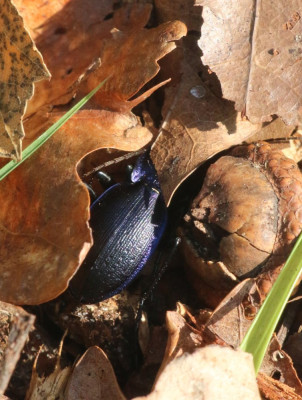 Canon EOS 70D 5472x3648_357807-2 Blauwzwarte schallebijter.jpg