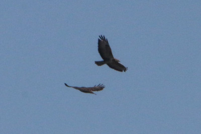 Canon EOS 70D 5472x3648_357792-2 Buizerd.jpg