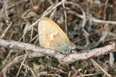 Canon EOS 70D 5472x3648_357362-2 Hooibeestje.jpg