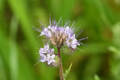 Phacelia