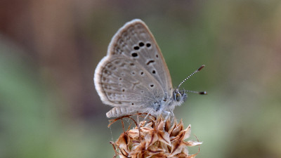 Oostelijk amethistblauwtje