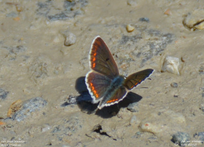 Vals bruin blauwtje - Aricia artaxerxes - Valsavarenche - Italië