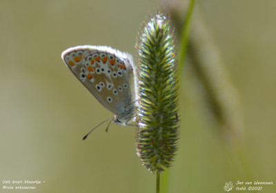 Vals bruin blauwtje - Aricia artaxerxes - Nus - Italië