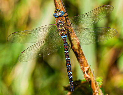 IMGL4978  Dragonflies Of The World - Libellen & Juffers - Butterfly, Bee & Dragonfly.jpg