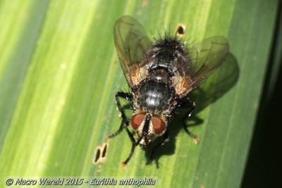 Eurithia anthophila
