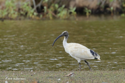 Ibis6011.JPG
