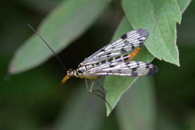 Duitse schorpioenvlieg ♀