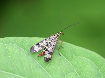 Weideschorpioenvlieg ♀