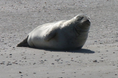 Canon EOS 70D 2081x1373_313808  Gewone zeehond.jpg