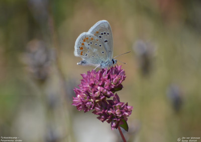 Turkooisblauwtje - Polyommatus dorylas - Espot - Spanje