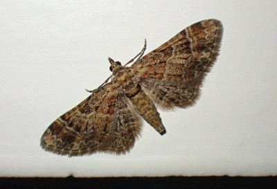 PB180980.JPG